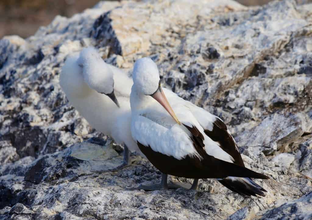 Galapagos cruise, Galapagos islands cruises, Galapagos islands cruise, Galapagos Luxury Cruise, Best Galapagos Cruise, Galapagos cruise ships, Galapagos cruise ship