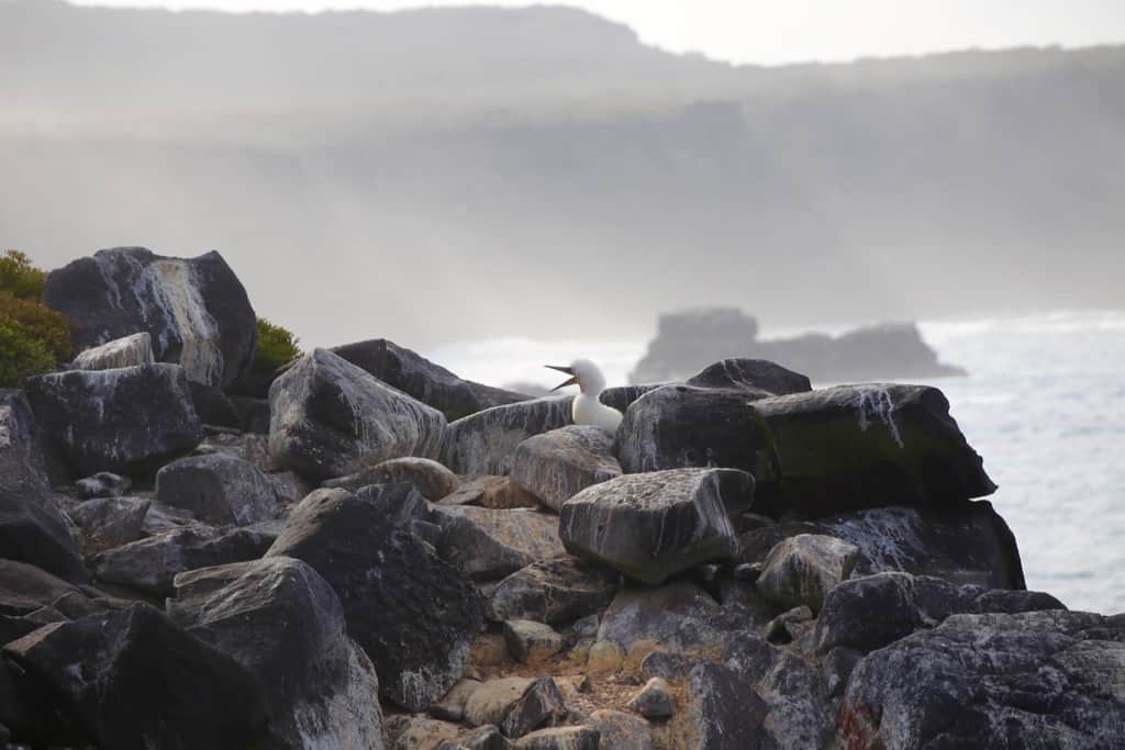 Galapagos cruise, Galapagos islands cruises, Galapagos islands cruise, Galapagos Luxury Cruise, Best Galapagos Cruise, Galapagos cruise ships, Galapagos cruise ship