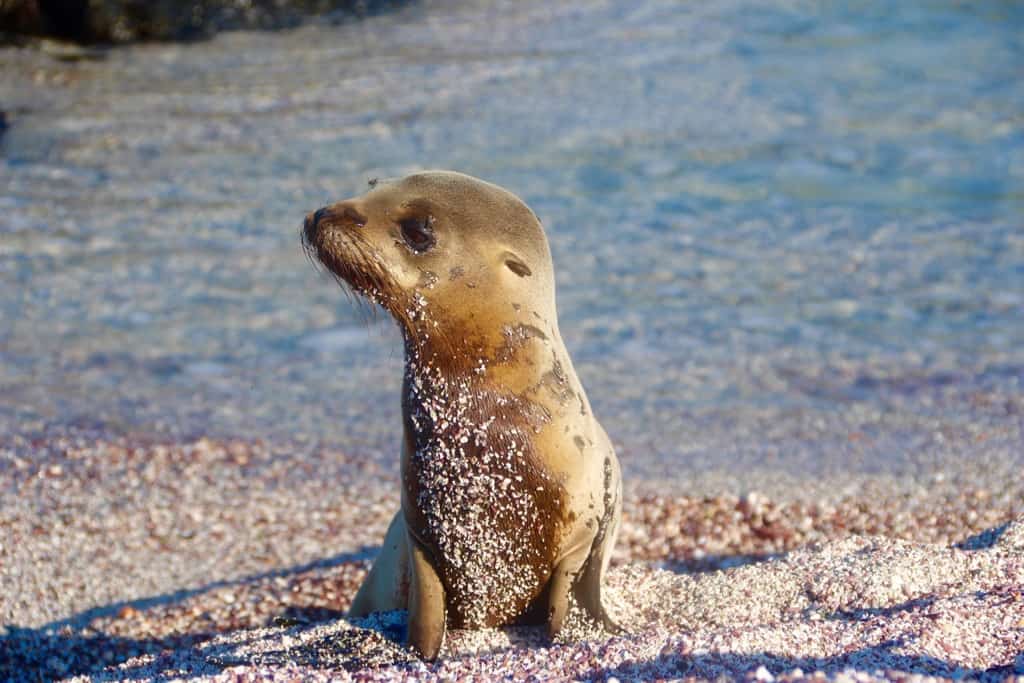 Galapagos cruise, Galapagos islands cruises, Galapagos islands cruise, Galapagos Luxury Cruise, Best Galapagos Cruise, Galapagos cruise ships, Galapagos cruise ship