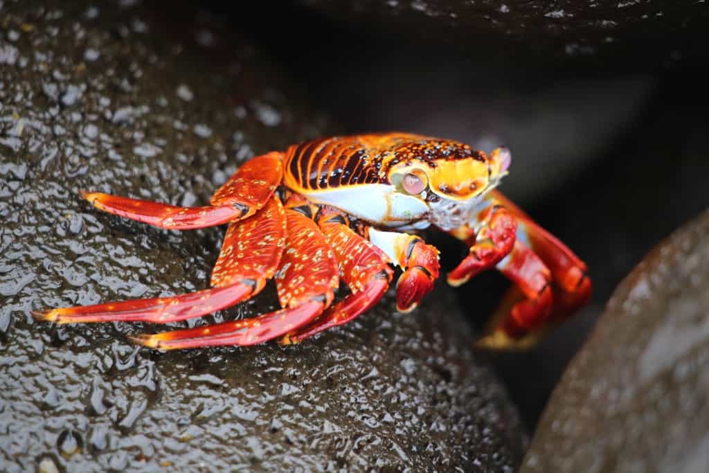 Galapagos cruise, Galapagos islands cruises, Galapagos islands cruise, Galapagos Luxury Cruise, Best Galapagos Cruise, Galapagos cruise ships, Galapagos cruise ship