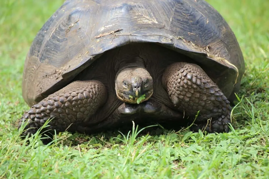 Galapagos cruise, Galapagos islands cruises, Galapagos islands cruise, Galapagos Luxury Cruise, Best Galapagos Cruise, Galapagos cruise ships, Galapagos cruise ship