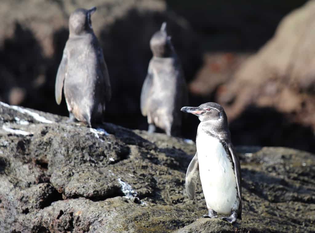 Galapagos cruise, Galapagos islands cruises, Galapagos islands cruise, Galapagos Luxury Cruise, Best Galapagos Cruise, Galapagos cruise ships, Galapagos cruise ship