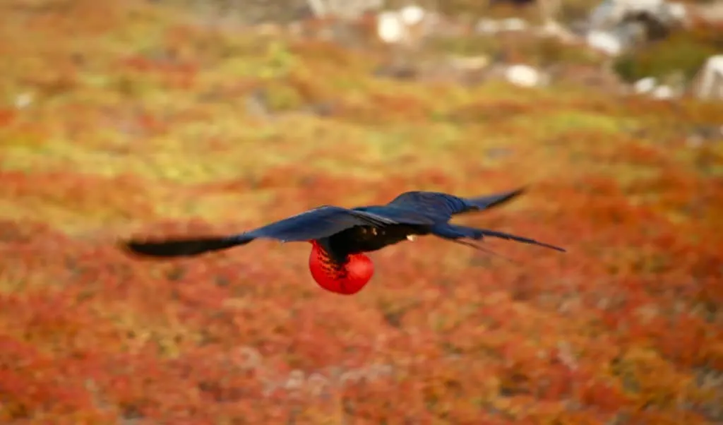 Galapagos cruise, Galapagos islands cruises, Galapagos islands cruise, Galapagos Luxury Cruise, Best Galapagos Cruise, Galapagos cruise ships, Galapagos cruise ship