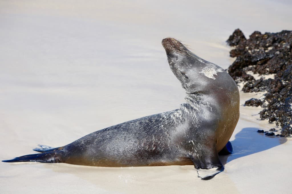 Galapagos cruise, Galapagos islands cruises, Galapagos islands cruise, Galapagos Luxury Cruise, Best Galapagos Cruise, Galapagos cruise ships, Galapagos cruise ship