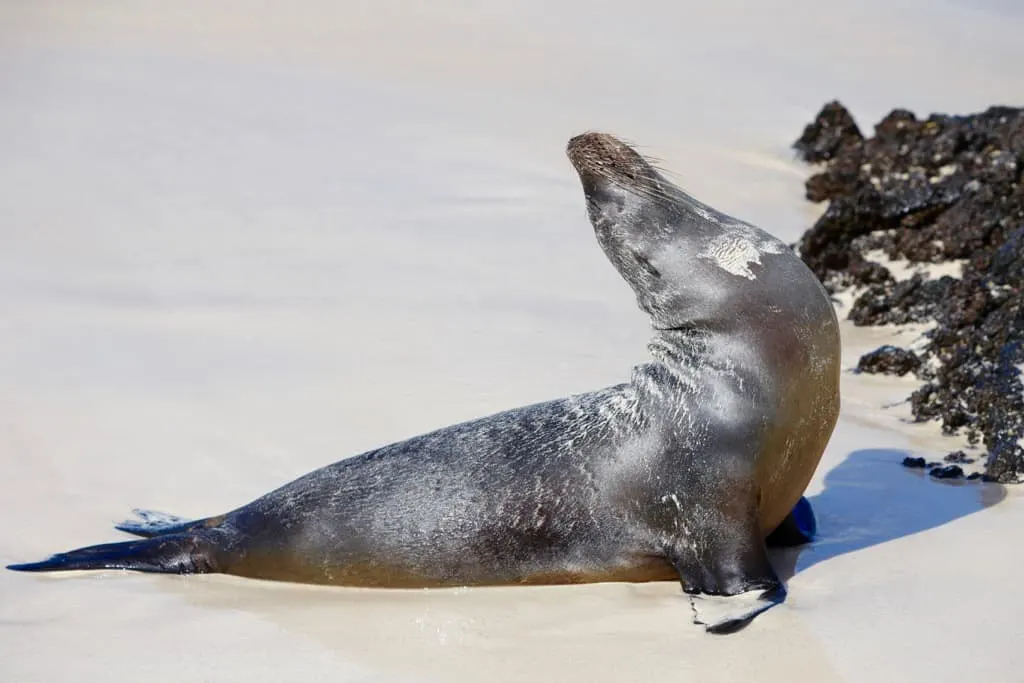 Galapagos cruise, Galapagos islands cruises, Galapagos islands cruise, Galapagos Luxury Cruise, Best Galapagos Cruise, Galapagos cruise ships, Galapagos cruise ship