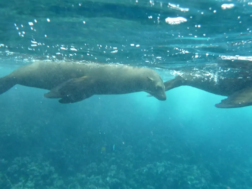 Galapagos cruise, Galapagos islands cruises, Galapagos islands cruise, Galapagos Luxury Cruise, Best Galapagos Cruise, Galapagos cruise ships, Galapagos cruise ship