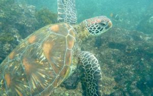 Galapagos cruise, Galapagos islands cruises, Galapagos islands cruise, Galapagos Luxury Cruise, Best Galapagos Cruise, Galapagos cruise ships, Galapagos cruise ship, best beaches in La Paz Mexico,  where to stay in La Paz Mexico