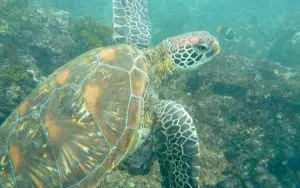 Galapagos cruise, Galapagos islands cruises, Galapagos islands cruise, Galapagos Luxury Cruise, Best Galapagos Cruise, Galapagos cruise ships, Galapagos cruise ship, best beaches in La Paz Mexico,  where to stay in La Paz Mexico