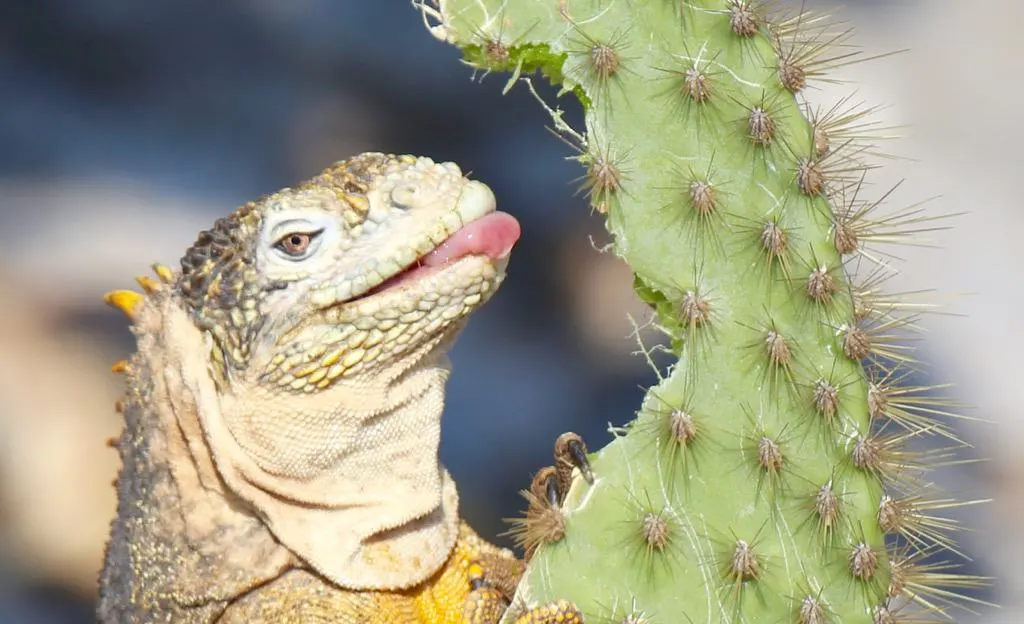 Galapagos cruise, Galapagos islands cruises, Galapagos islands cruise, Galapagos Luxury Cruise, Best Galapagos Cruise, Galapagos cruise ships, Galapagos cruise ship