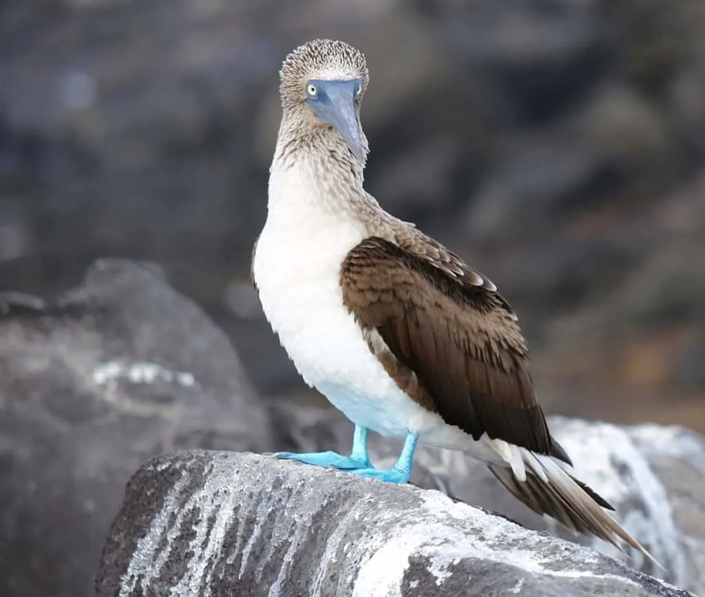 Galapagos cruise, Galapagos islands cruises, Galapagos islands cruise, Galapagos Luxury Cruise, Best Galapagos Cruise, Galapagos cruise ships, Galapagos cruise ship, Galapagos cruise luxury, Galapagos Cruises, Best Galapagos Cruises