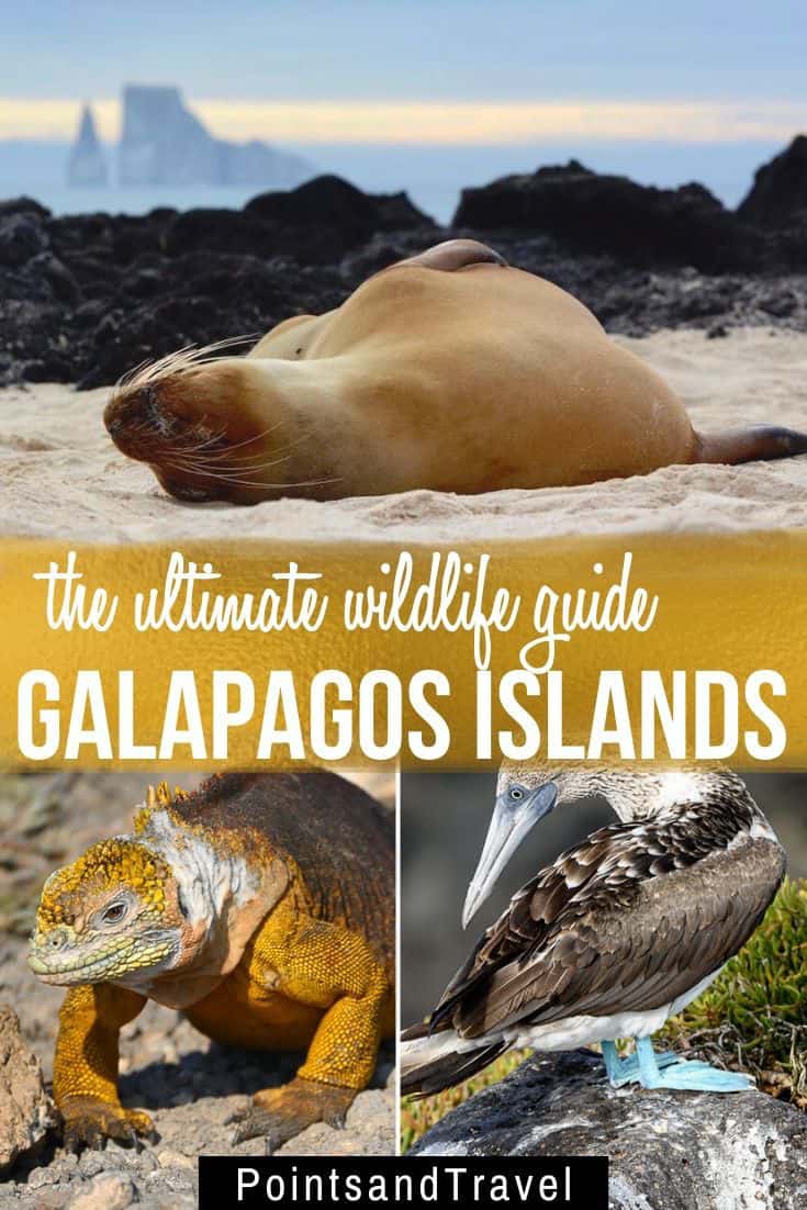 The Ultimate Galapagos Wildlife Guide. 15+ animals you will see on your Galapagos islands cruise! Galapagos Tortoise, Galapagos Penguin, Blue Footed Booby, Galapagos Sea Lion, land iguanas and more..., Galapagos | Galapagos Islands | #Galapagos cruise | Animals in the Galapagos | Galapagos wildlife