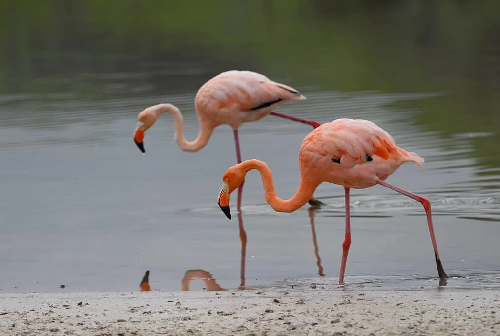 Animals of the Galapagos Islands, animals of Galapagos, Galapagos Island wildlife, Galapagos wildlife, Animals of the Galapagos, Galapagos Islands animals