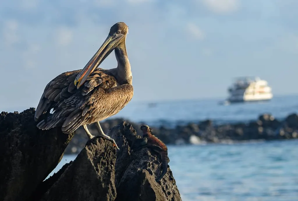 Animals of the Galapagos Islands, animals of Galapagos, Galapagos Island wildlife, Galapagos wildlife, Animals of the Galapagos, Galapagos Islands animals