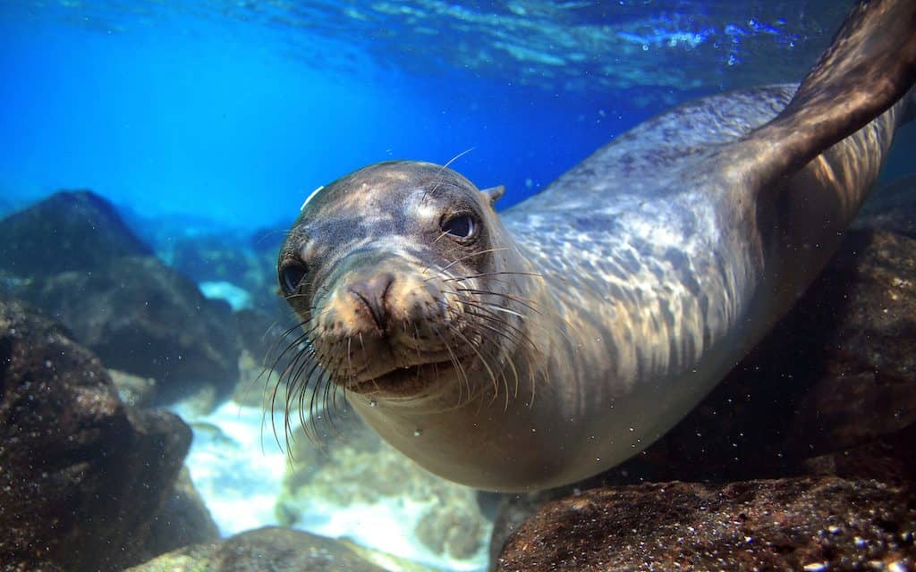 Best Time to Visit the Galapagos Islands