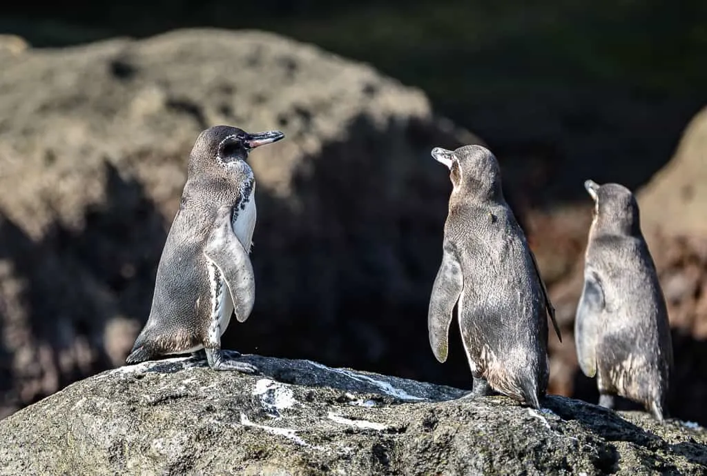 Animals of the Galapagos Islands, animals of Galapagos, Galapagos Island wildlife, Galapagos wildlife, Animals of the Galapagos, Galapagos Islands animals