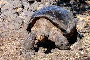 Animals of the Galapagos Islands, animals of Galapagos, Galapagos Island wildlife, Galapagos wildlife, Animals of the Galapagos, Galapagos Islands animals, 7 day Galapagos cruise