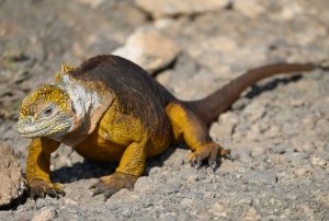 Animals of the Galapagos Islands, animals of Galapagos, Galapagos Island wildlife, Galapagos wildlife, Animals of the Galapagos, Galapagos Islands animals, iguanas, 7 day Galapagos cruise