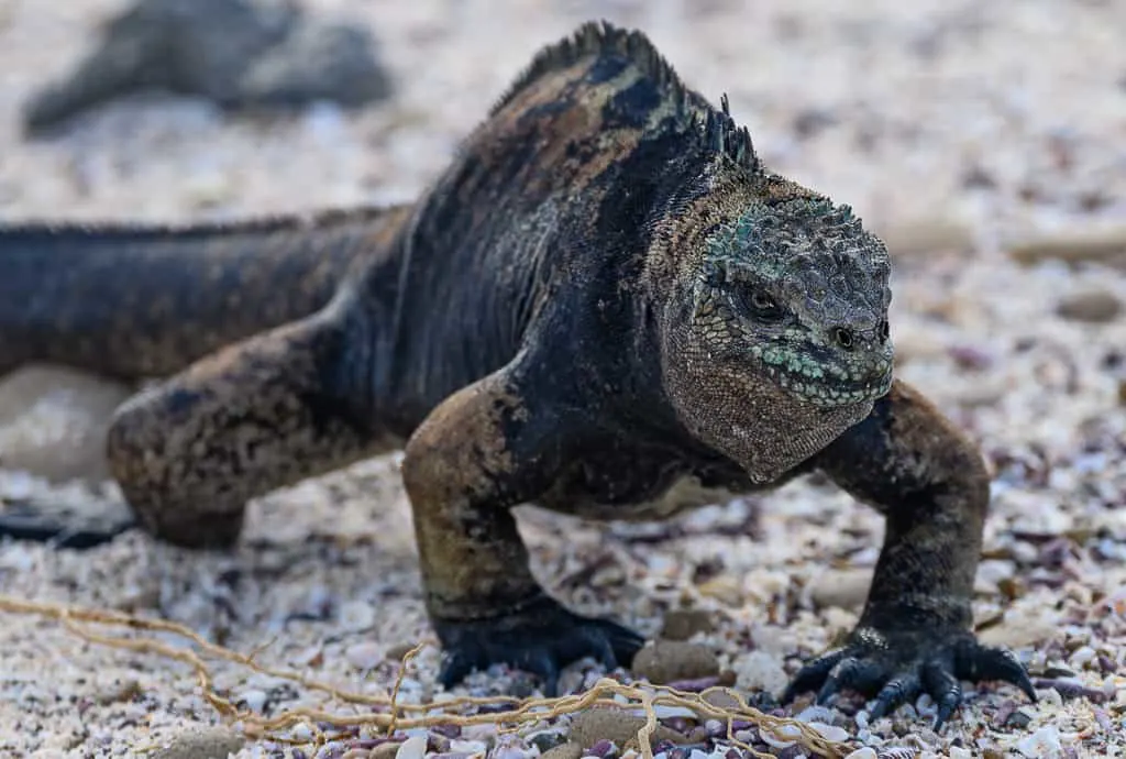 Animals of the Galapagos Islands