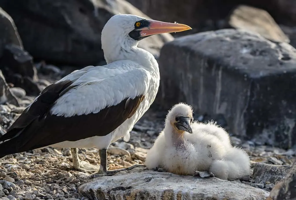 Animals of the Galapagos Islands, animals of Galapagos, Galapagos Island wildlife, Galapagos wildlife, Animals of the Galapagos, Galapagos Islands animals