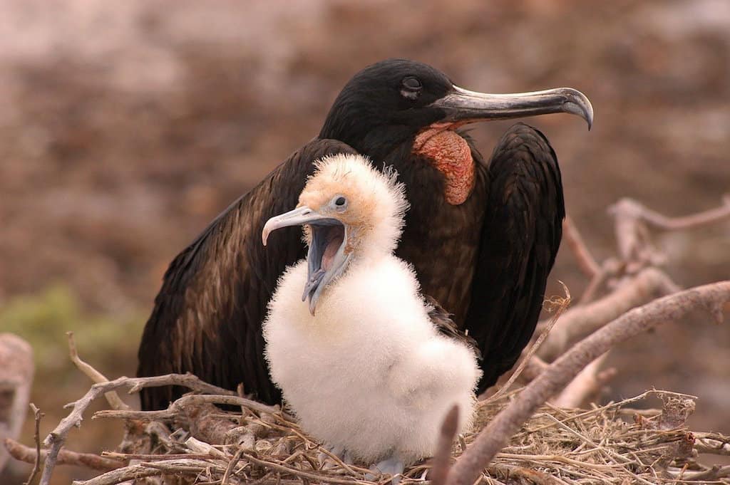 Galapagos cruise, Galapagos islands cruises, Galapagos islands cruise, Galapagos Luxury Cruise, Best Galapagos Cruise, Galapagos cruise ships, Galapagos cruise ship