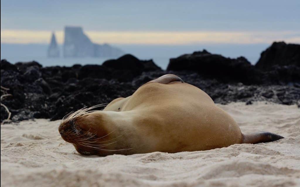 Galapagos cruise, Galapagos islands cruises, Galapagos islands cruise, Galapagos Luxury Cruise, Best Galapagos Cruise, Galapagos cruise ships, Galapagos cruise ship