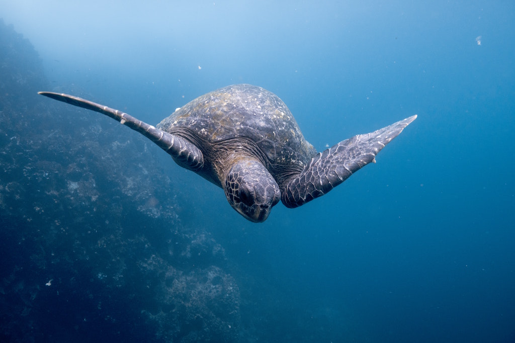 Galapagos cruise, Galapagos islands cruises, Galapagos islands cruise, Galapagos Luxury Cruise, Best Galapagos Cruise, Galapagos cruise ships, Galapagos cruise ship