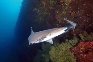 Galapagos scuba diving, scuba diving Galapagos, Galapagos Islands scuba diving, scuba Galapagos, Galapagos dive, dive Galapagos, diving Galapagos, Galapagos islands diving, Galapagos islands diving, #Galapagos #scuba #Diving #Ecuador, best time to visit Ecuador and Galapagos, Best Diving in the Caribbean