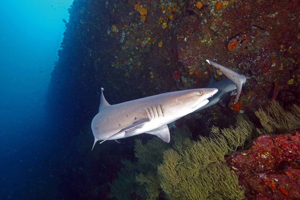 Galapagos scuba diving, scuba diving Galapagos, Galapagos Islands scuba diving, scuba Galapagos, Galapagos dive, dive Galapagos, diving Galapagos, Galapagos islands diving, Galapagos islands diving, #Galapagos #scuba #Diving #Ecuador