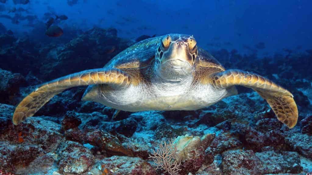 Galapagos scuba diving, scuba diving Galapagos, Galapagos Islands scuba diving, scuba Galapagos, Galapagos dive, dive Galapagos, diving Galapagos, Galapagos islands diving, Galapagos islands diving, #Galapagos #scuba #Diving #Ecuador