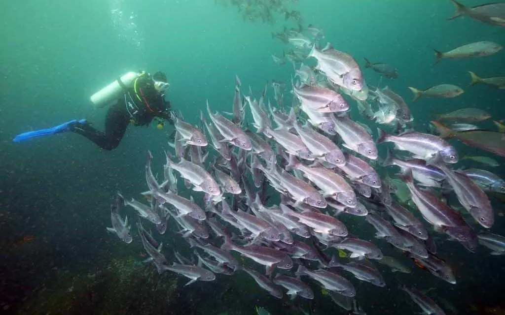 Galapagos scuba diving, scuba diving Galapagos, Galapagos Islands scuba diving, scuba Galapagos, Galapagos dive, dive Galapagos, diving Galapagos, Galapagos islands diving, Galapagos islands diving, #Galapagos #scuba #Diving #Ecuador