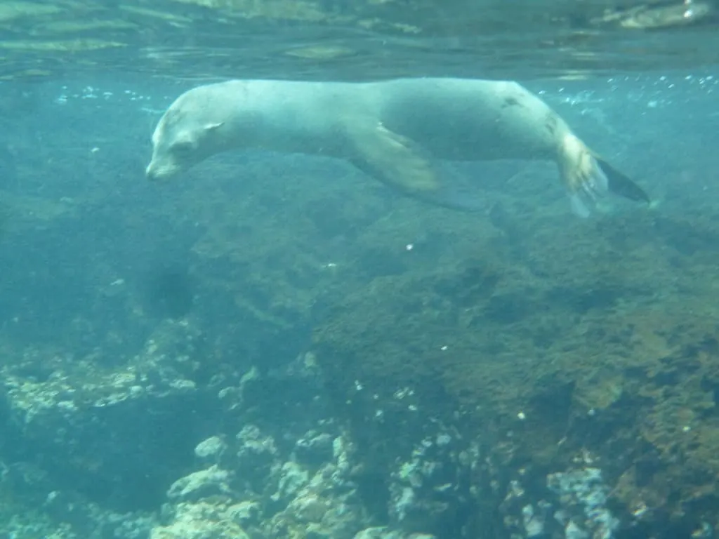 Galapagos scuba diving, scuba diving Galapagos, Galapagos Islands scuba diving, scuba Galapagos, Galapagos dive, dive Galapagos, diving Galapagos, Galapagos islands diving, Galapagos islands diving, #Galapagos #scuba #Diving #Ecuador