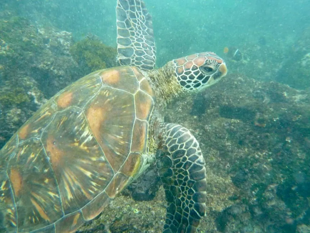 Galapagos scuba diving, scuba diving Galapagos, Galapagos Islands scuba diving, scuba Galapagos, Galapagos dive, dive Galapagos, diving Galapagos, Galapagos islands diving, Galapagos islands diving, #Galapagos #scuba #Diving #Ecuador