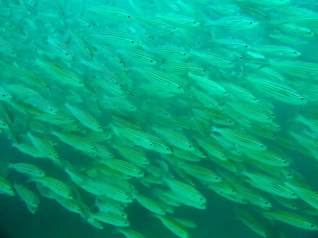 Galapagos Islands scuba diving, scuba Galapagos, Galapagos dive, dive Galapagos, diving Galapagos, Galapagos islands diving, Galapagos islands diving, #Galapagos #scuba #Diving #Ecuador