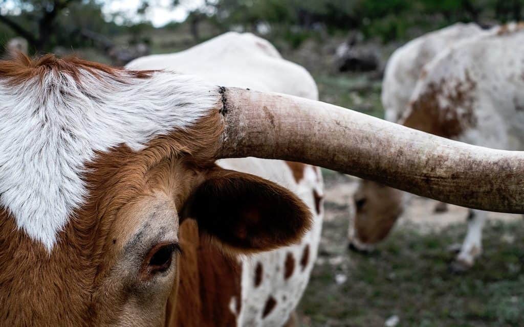 Texas: The Lone Star State