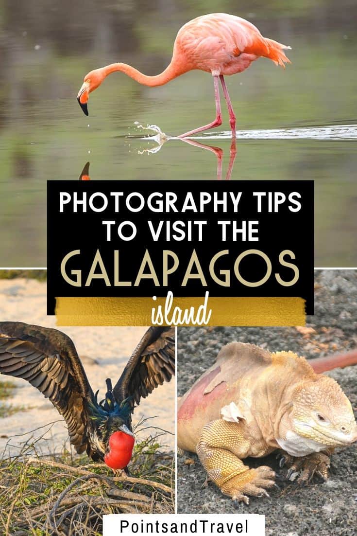 visit Galapagos Islands, Why visit the Galapagos Islands, Facts about the Galapagos Islands, Visiting the Galapagos Islands, Galapagos Islands Wildlife #Galapagos #Ecuador