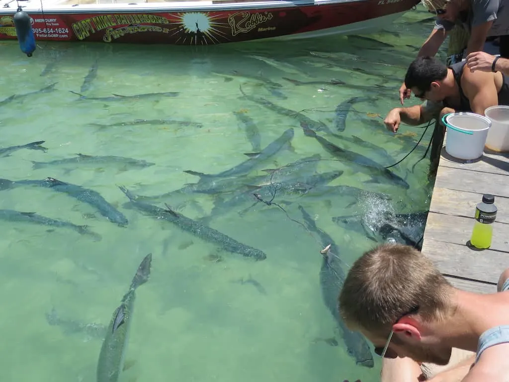 Feeding Tarpons