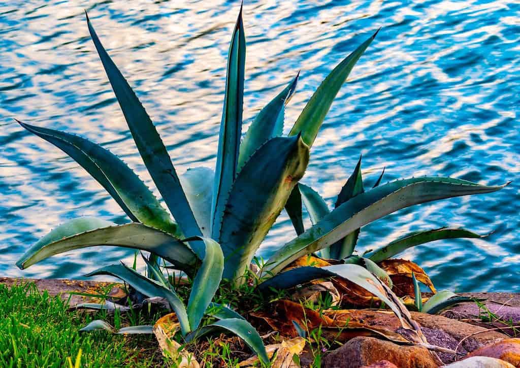 Blue agave plant, tequila plant, mexico tequila plant