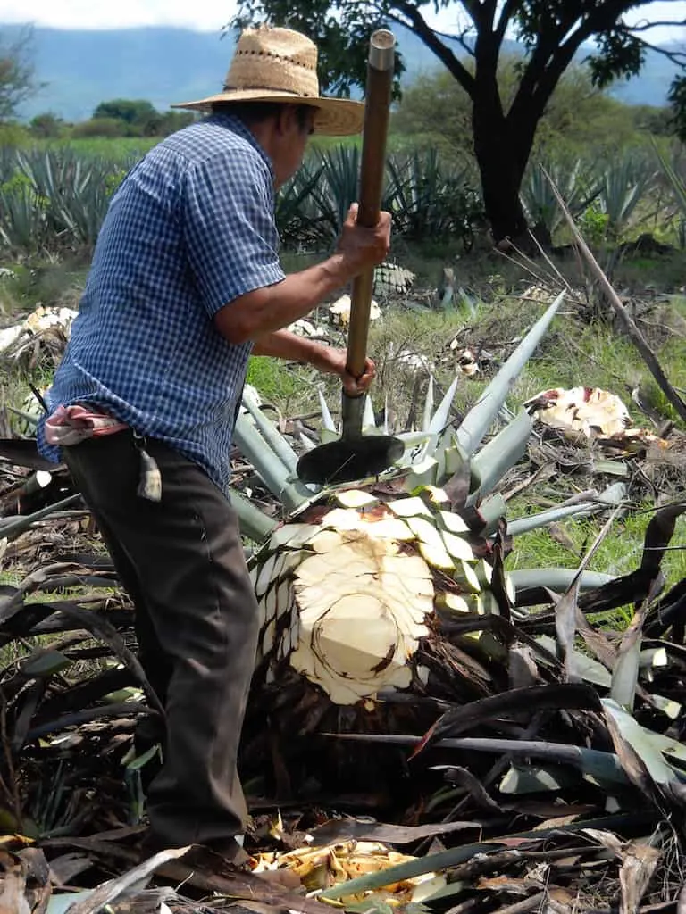 Mezcal plant, drinking in mexico