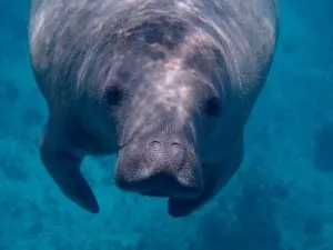 Caye Caulker Belize, Caye, #CayeCaulker, Apollo Beach Florida things to do