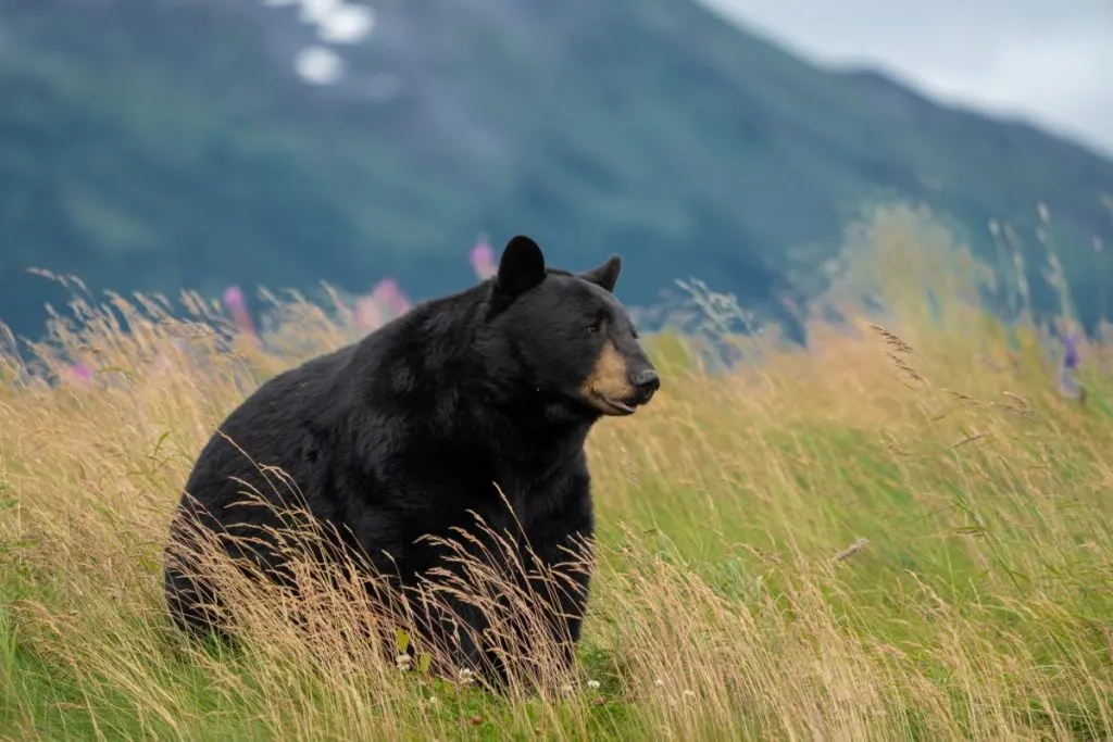 black bear in the wild