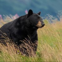 black bear in the wild