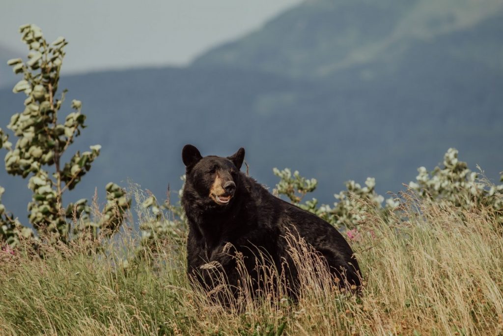 Dark brown bear with a mountain behind him