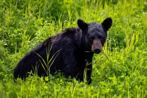 Cub bear with a brown muzzle, Alaska road trips