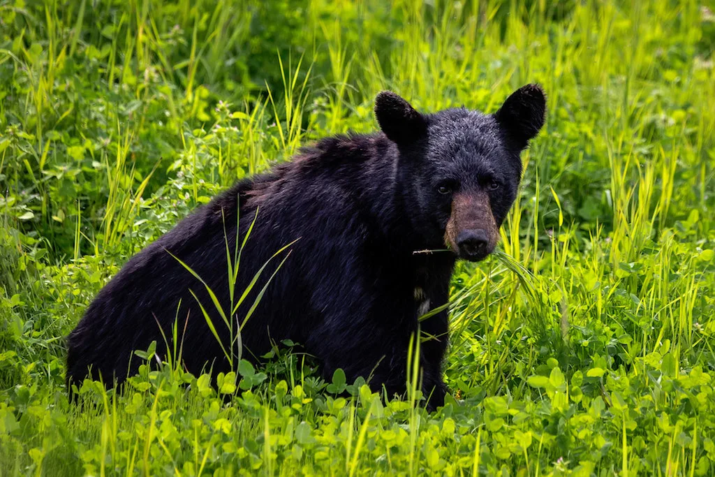 Cub bear with a brown muzzle