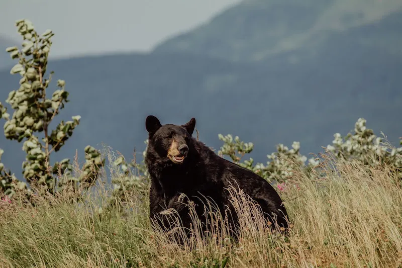 Dark brown bear with a mountain behind him