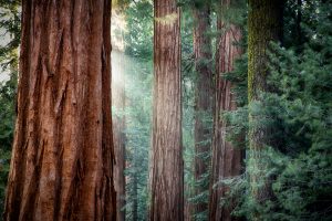 Giant Sequoias in Yosemite National Park, chichen itza day trips