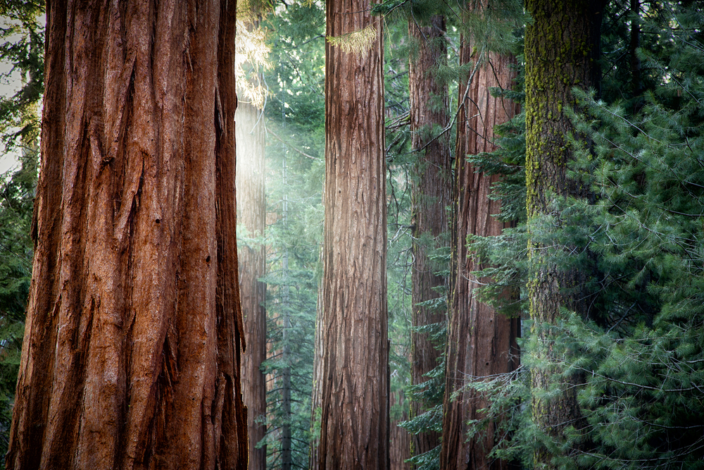 Giant Sequoias in Yosemite National Park