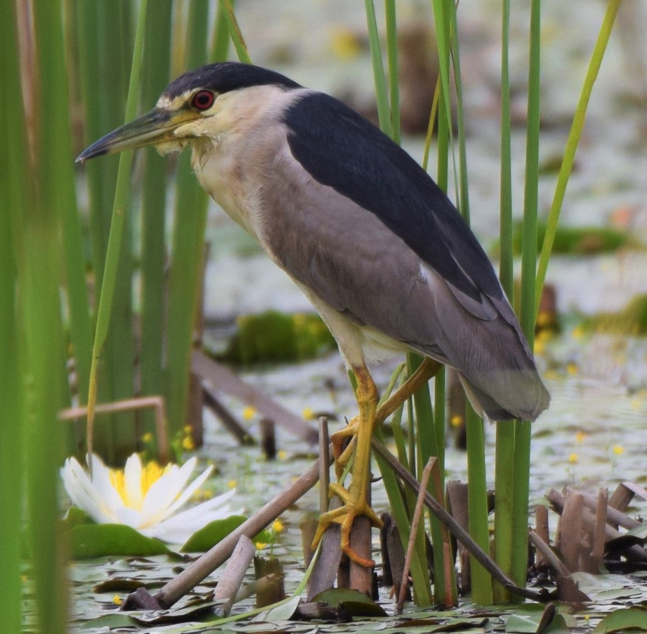 Bird at Sheldon Lake State Park