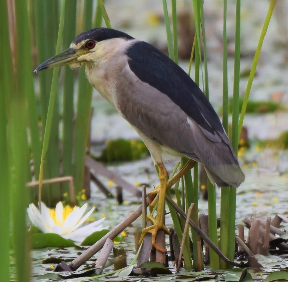 Bird at Sheldon Lake State Park