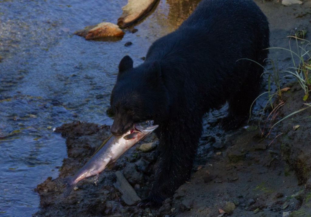 Black bear with salmon